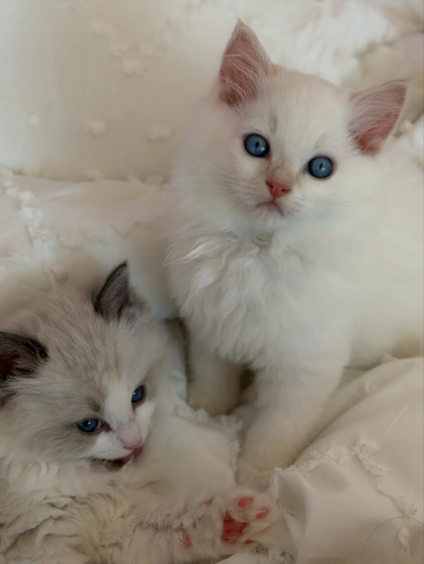 Charlie beside another kitten in a soft bed
