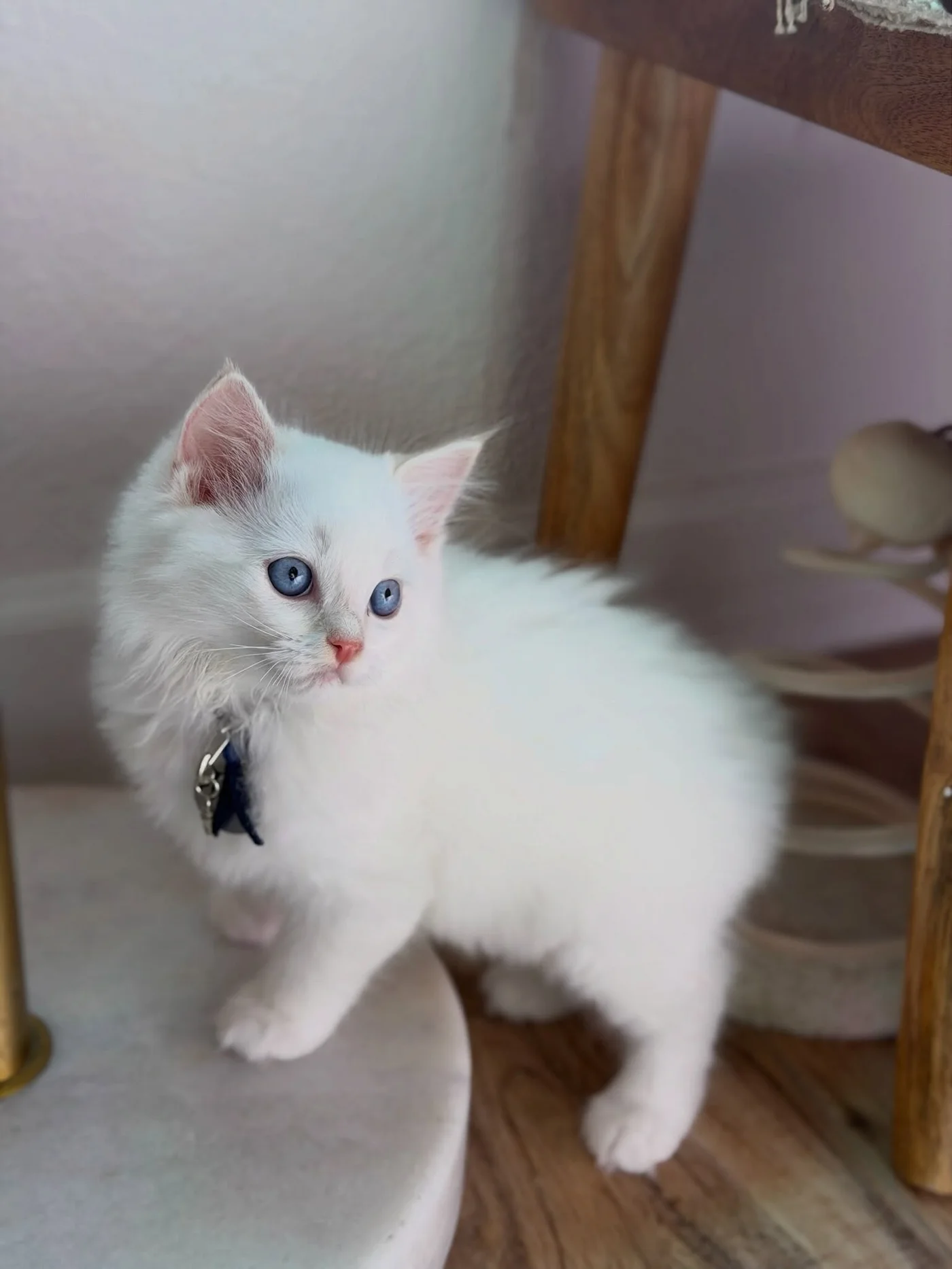 Charlie exploring a cozy room