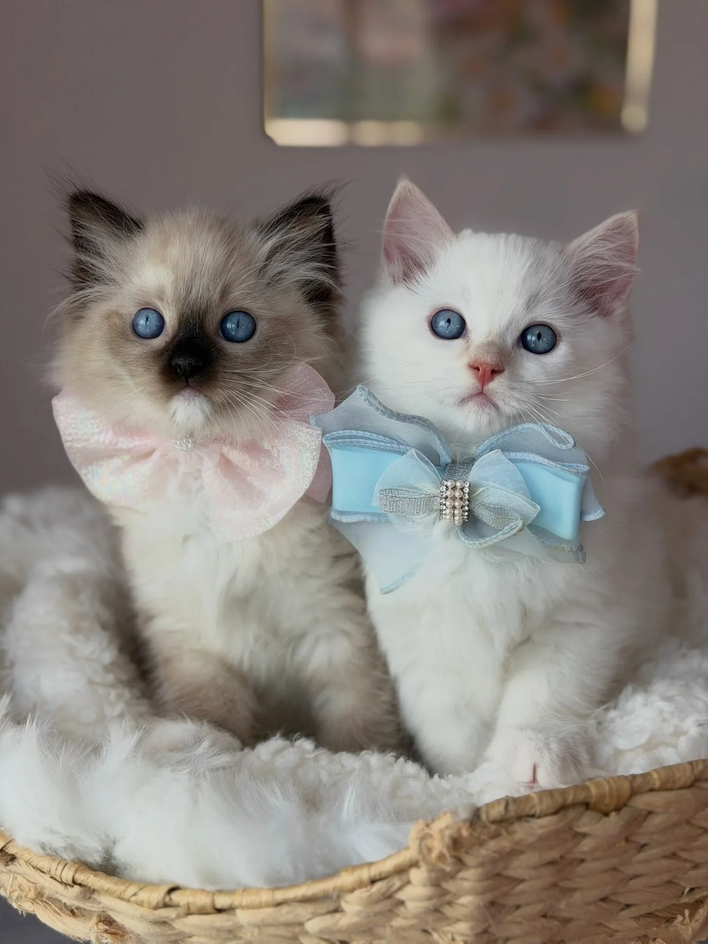Charlie wearing a small blue necktie with a companion kitten