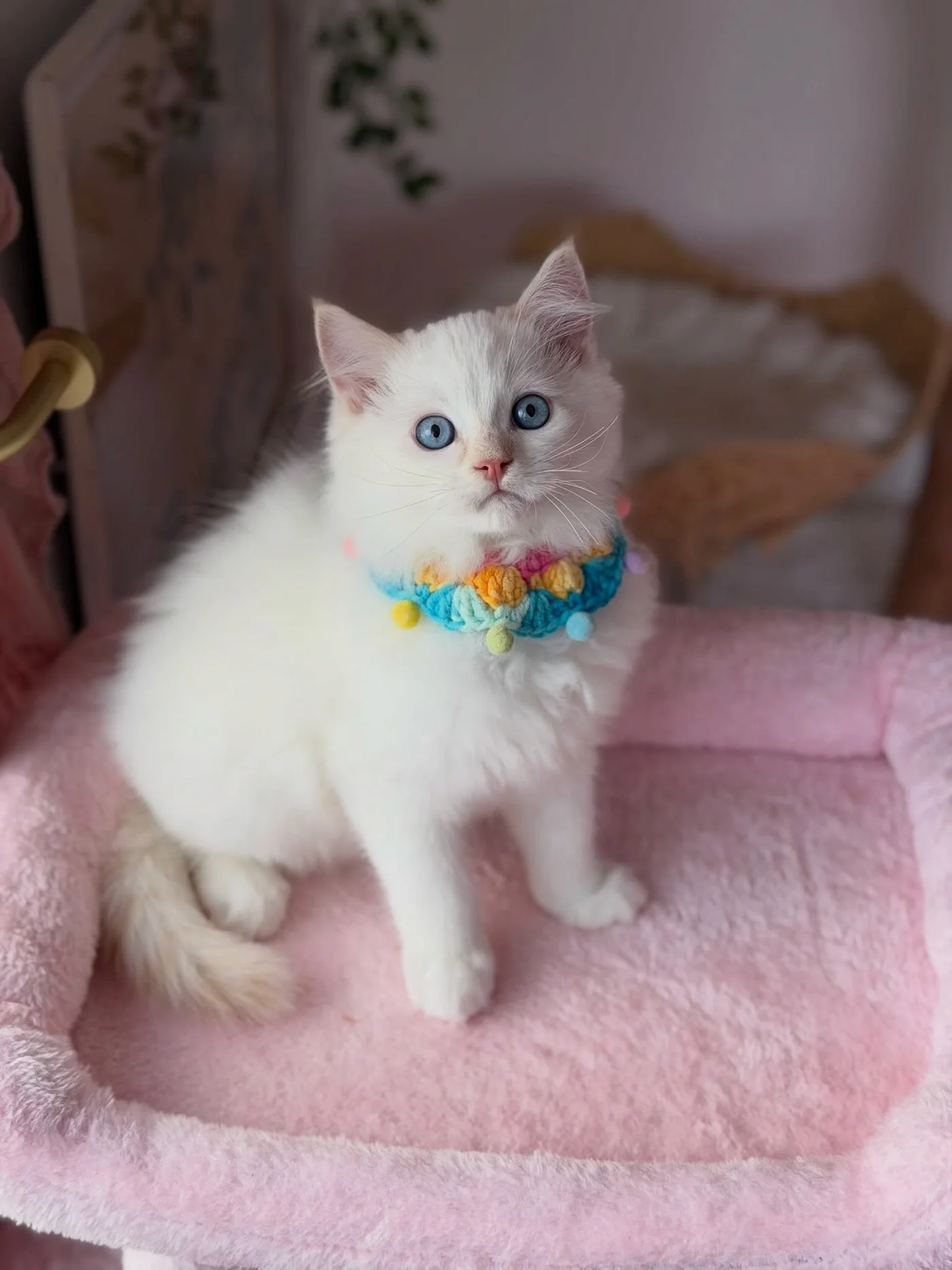 Charlie on a soft cushion, wearing a tiny bib