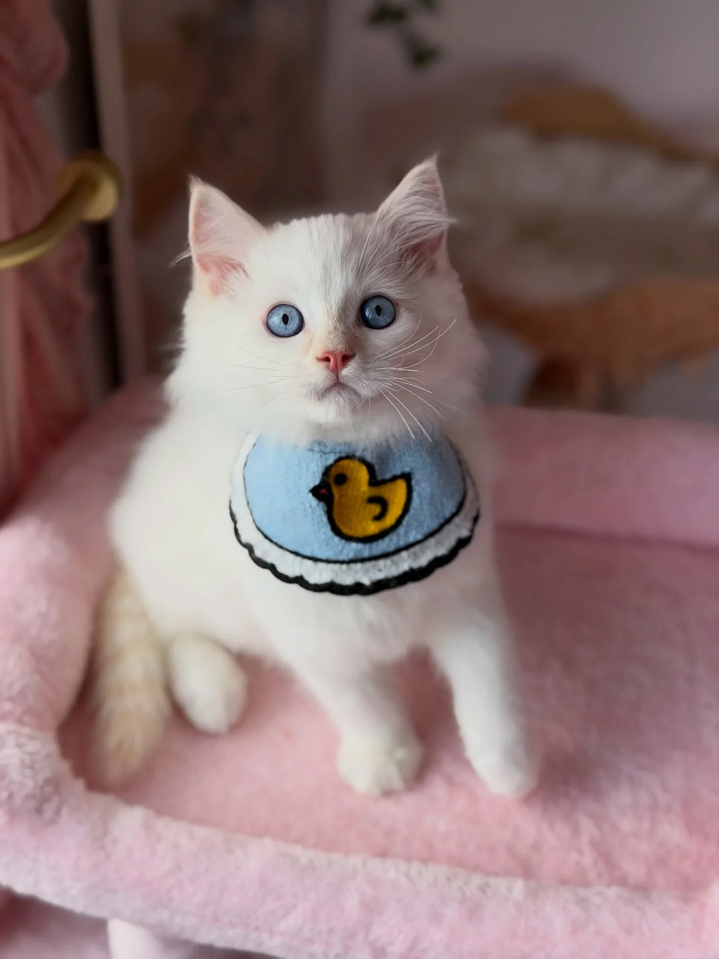 Charlie with blue eyes and a yellow-duck bib