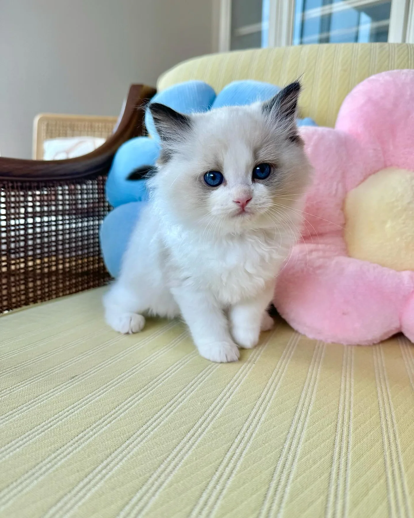 Choco in photo 3 of his kitten gallery