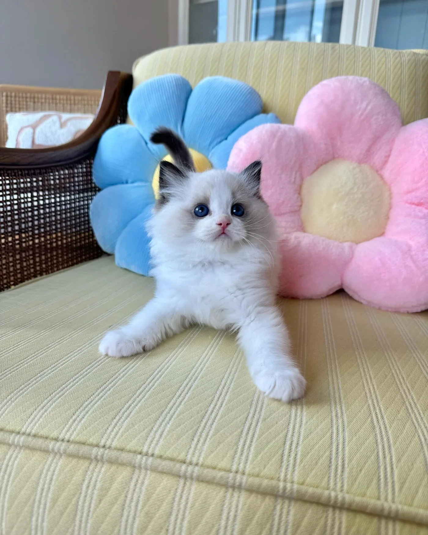 Choco in photo 6 of his kitten gallery