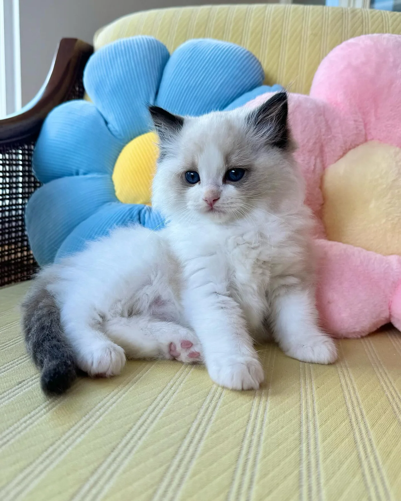 Choco in photo 7 of his kitten gallery