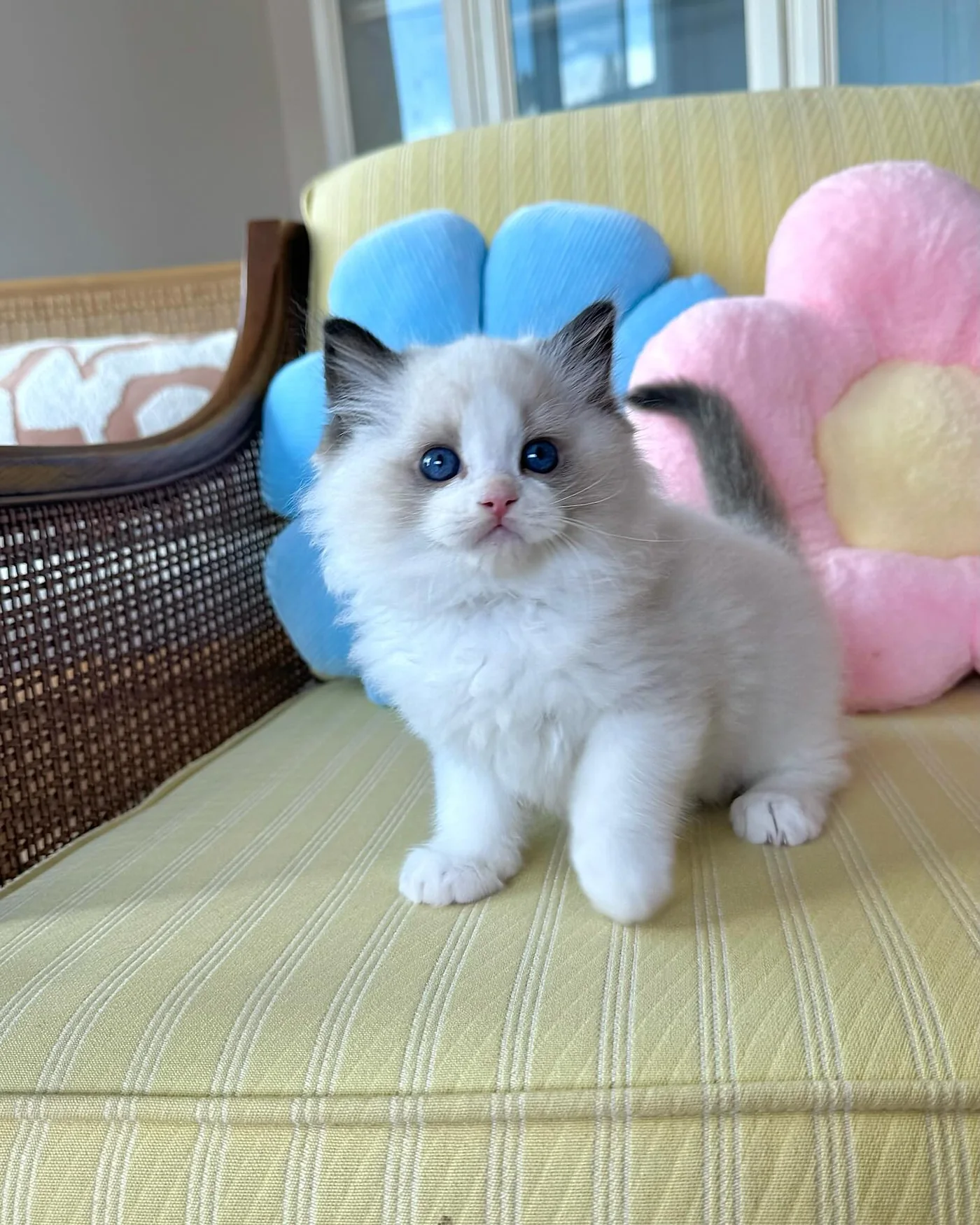 Choco in photo 8 of his kitten gallery