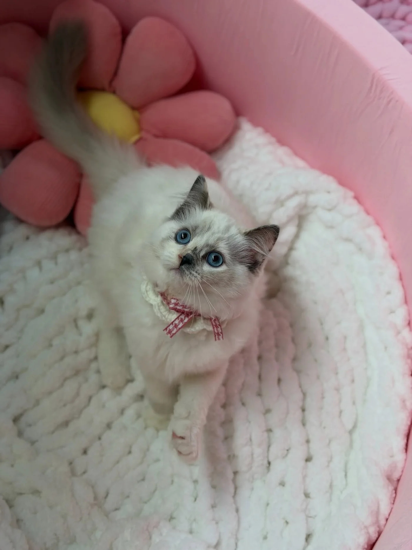 Coco on a white blanket with her pink bow