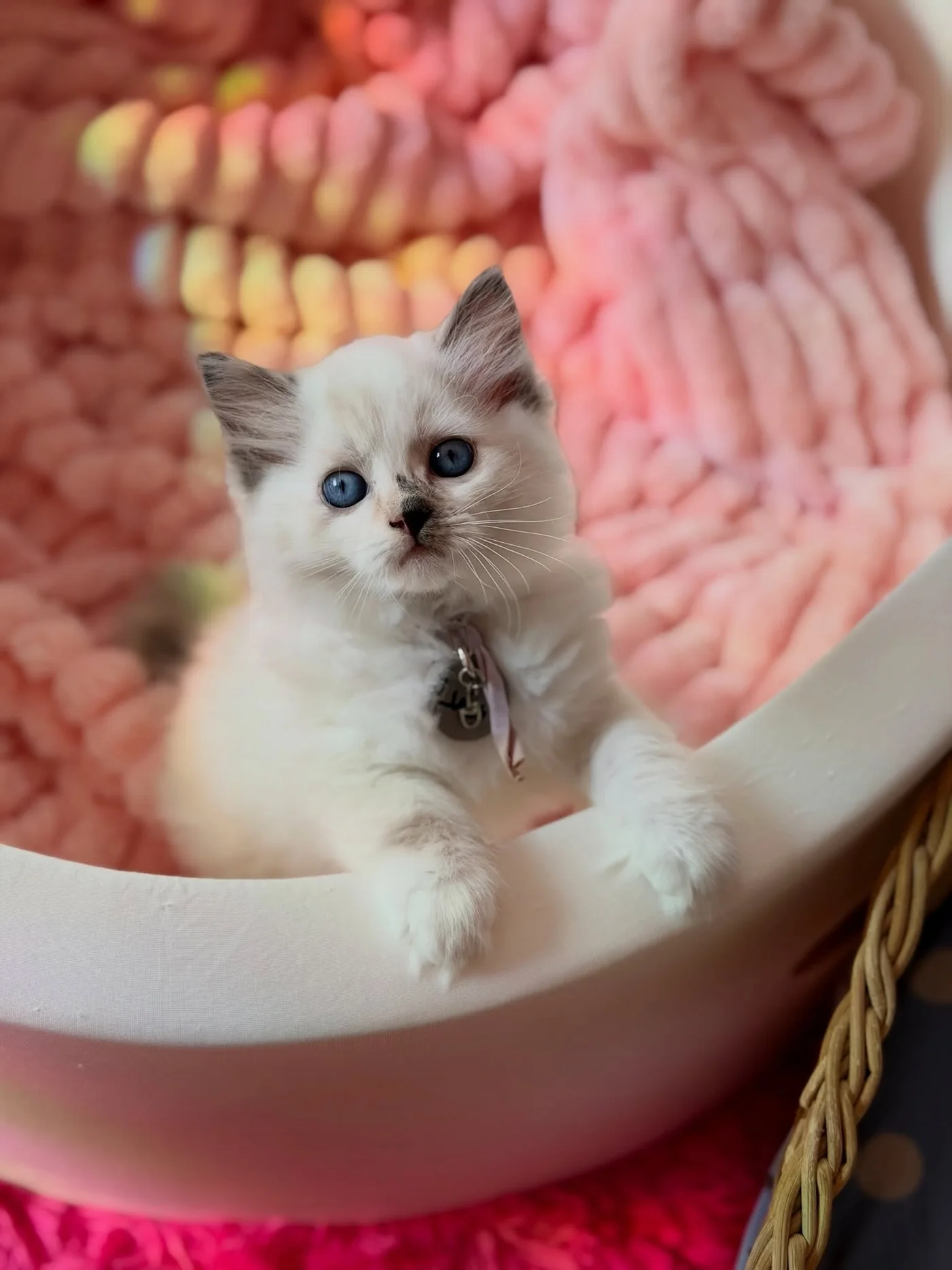 Coco sitting on a warm pink blanket