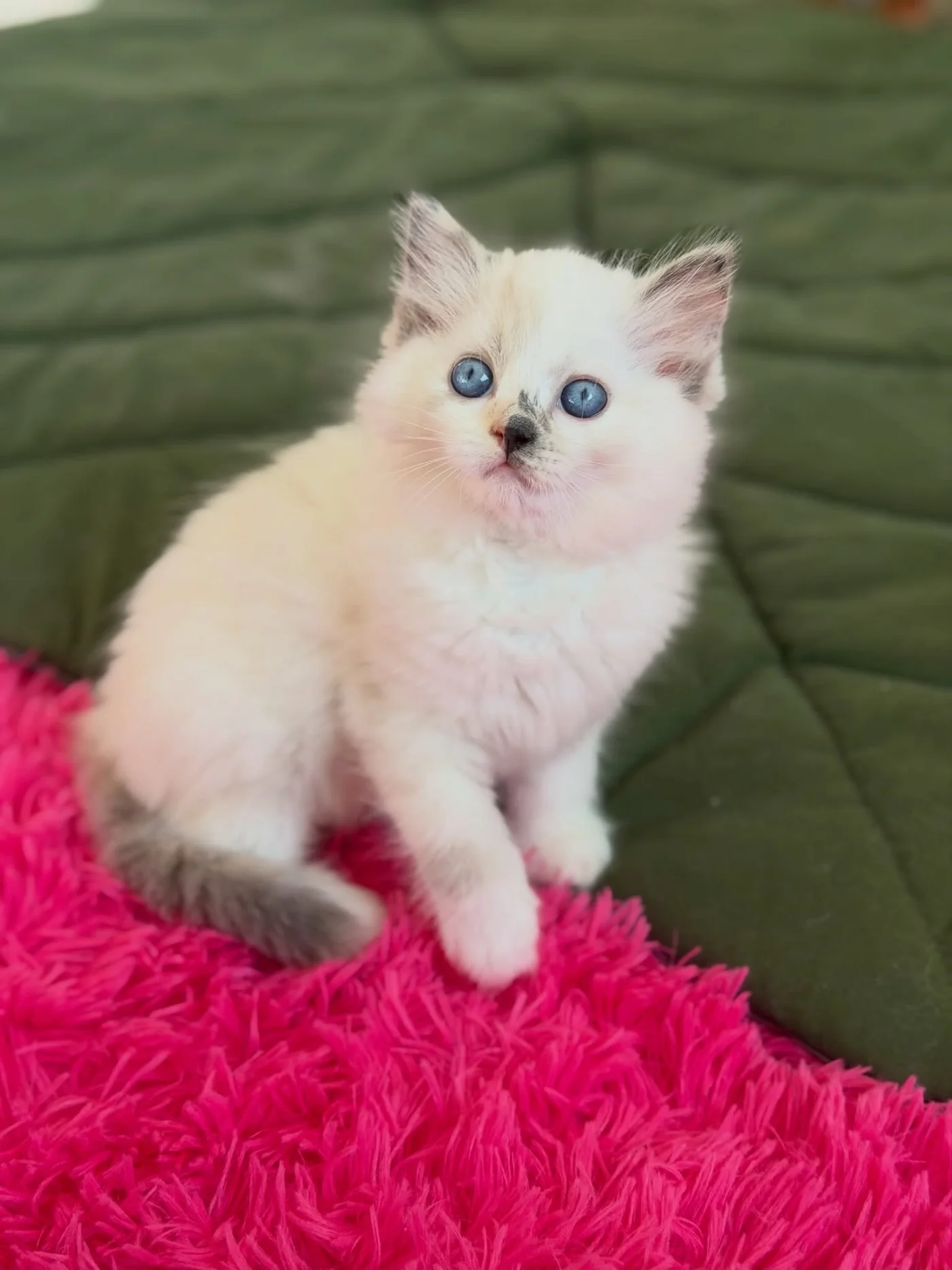Coco resting on a bright pink blanket