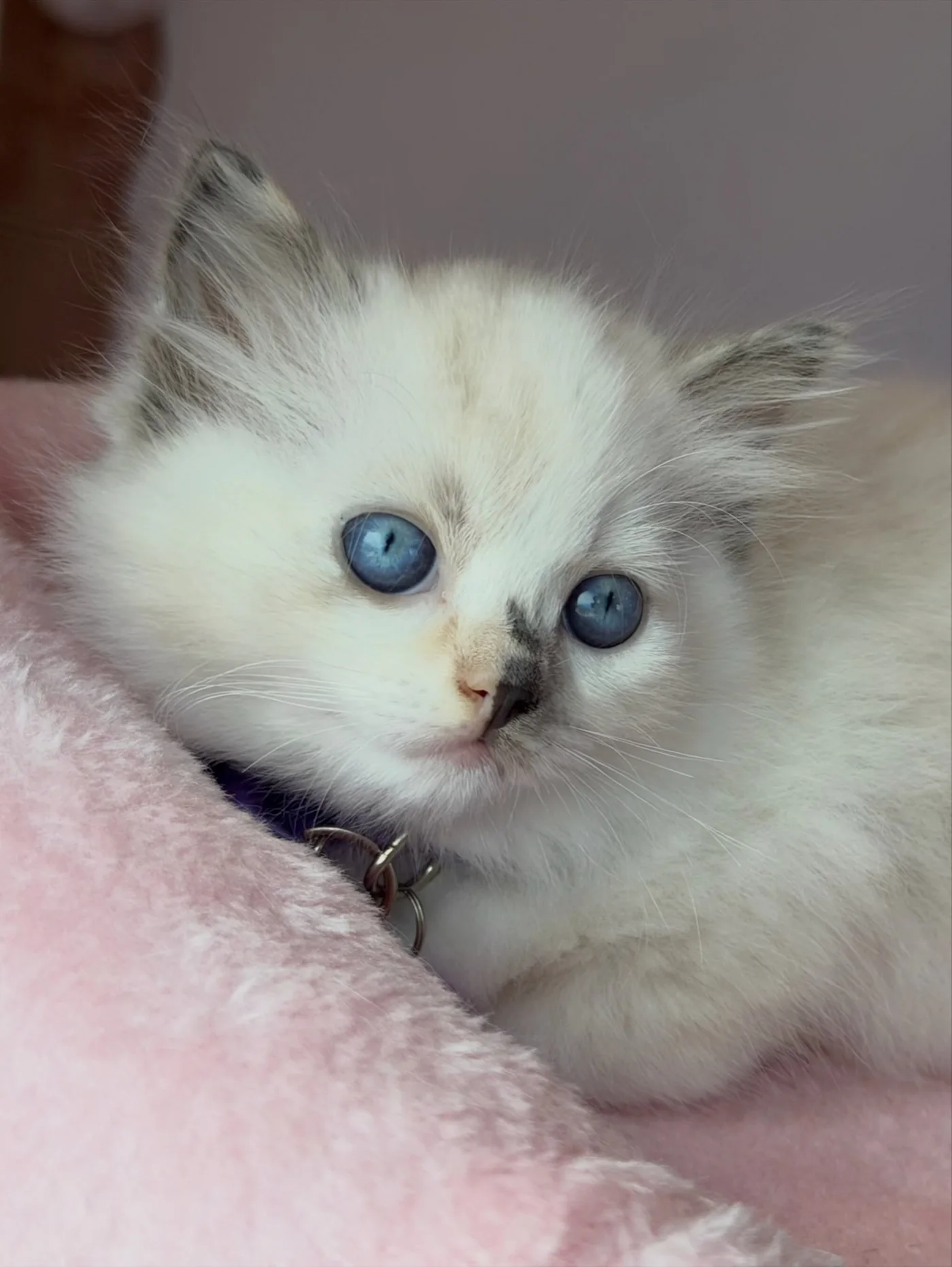 Coco in a close-up portrait