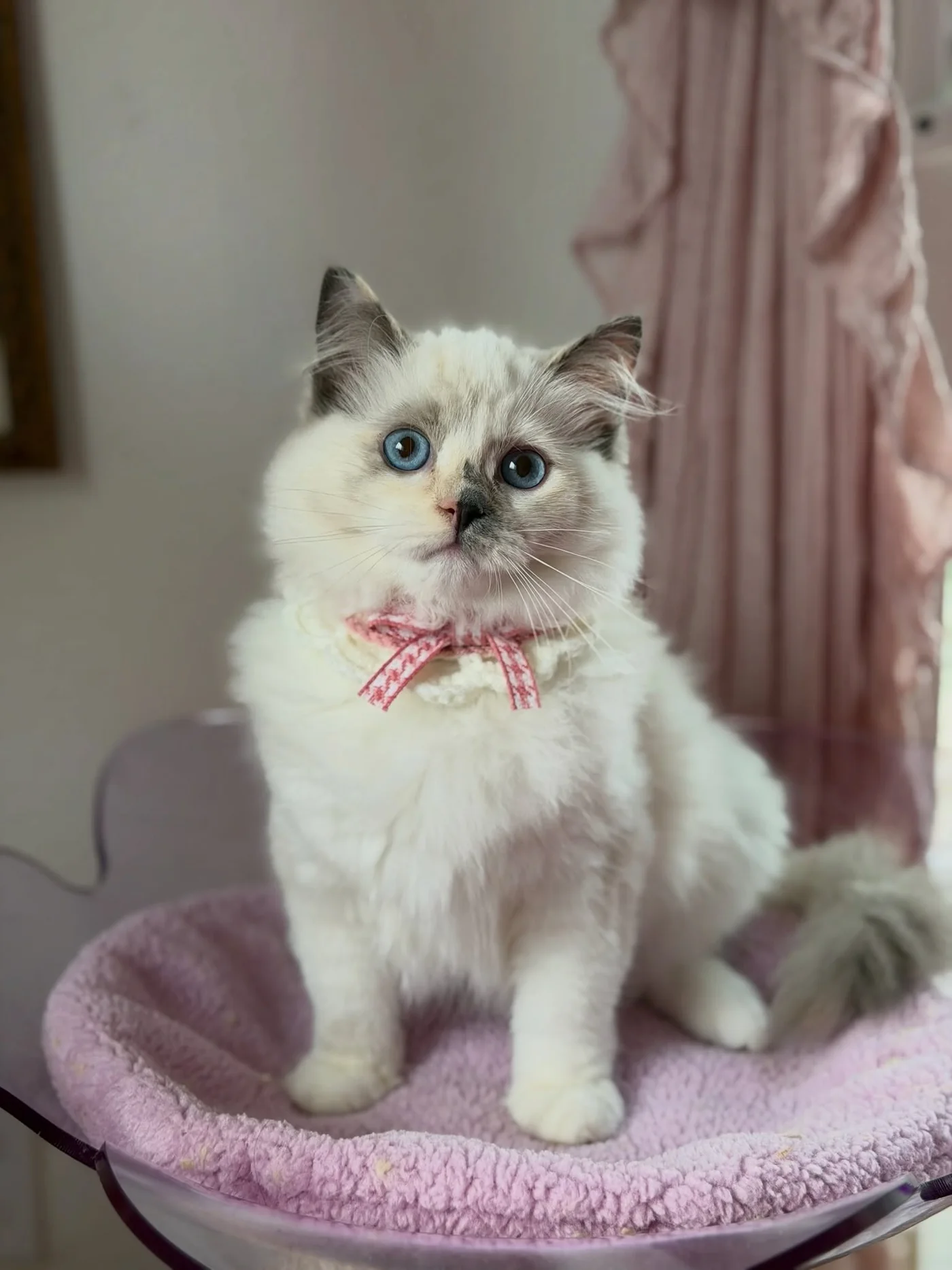 Coco's blue-eyed face in close-up