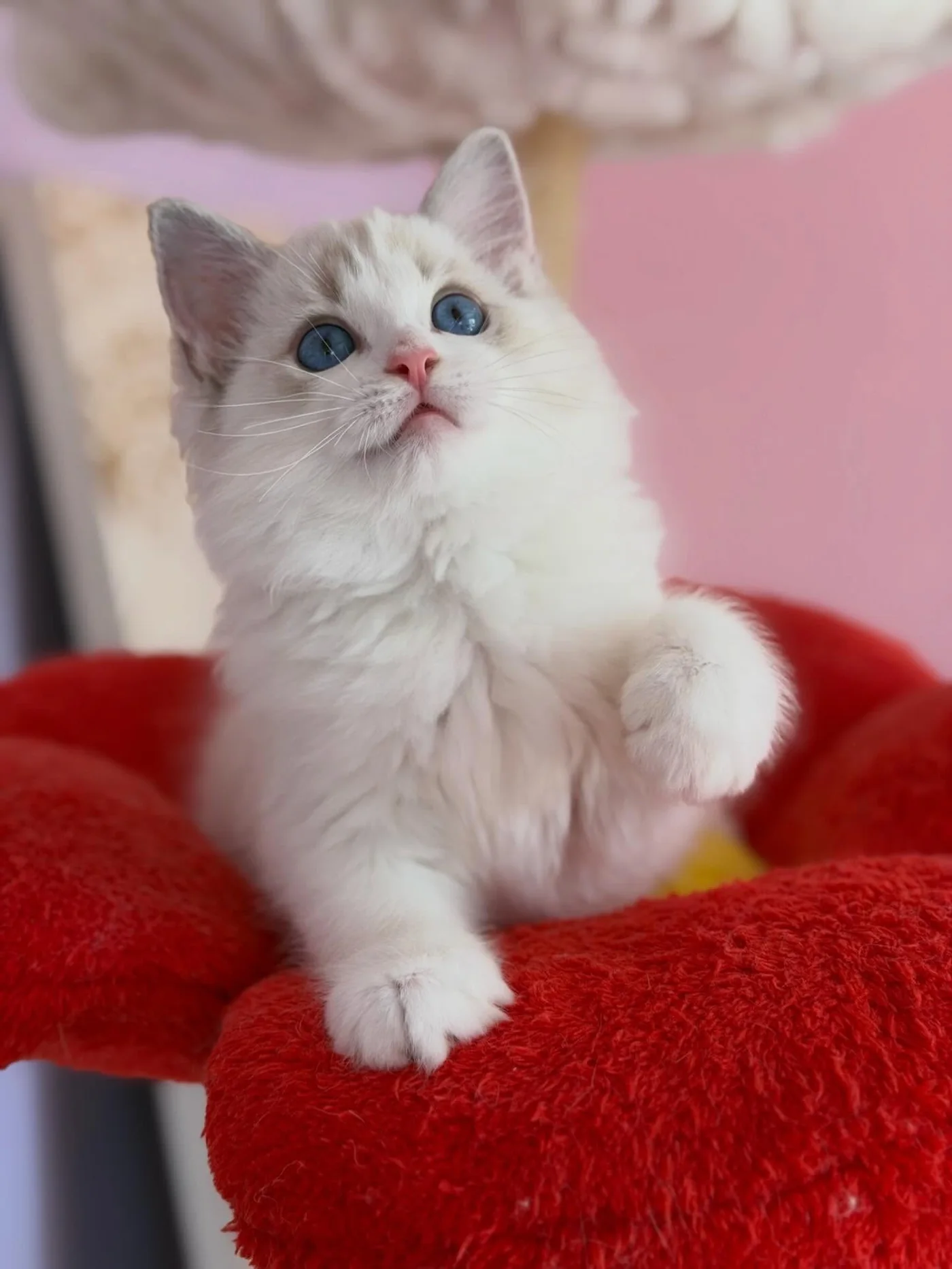 Elsa in photo 6 of her kitten gallery