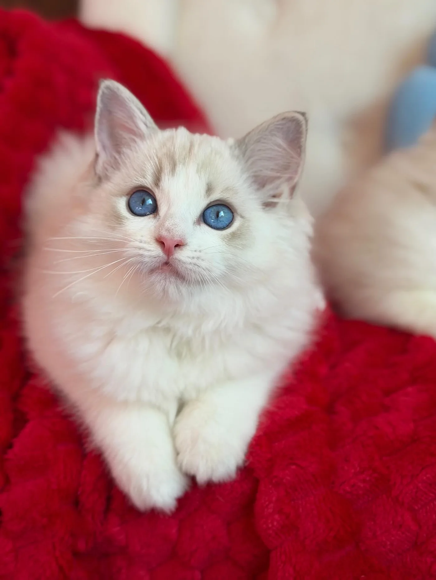 Elsa in photo 7 of her kitten gallery