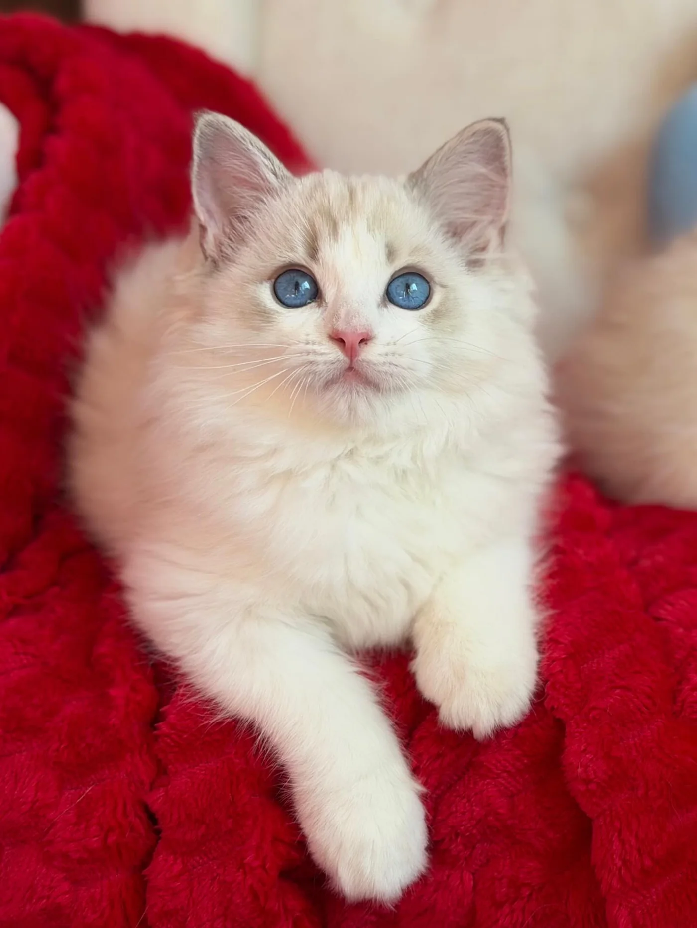 Elsa in photo 11 of her kitten gallery
