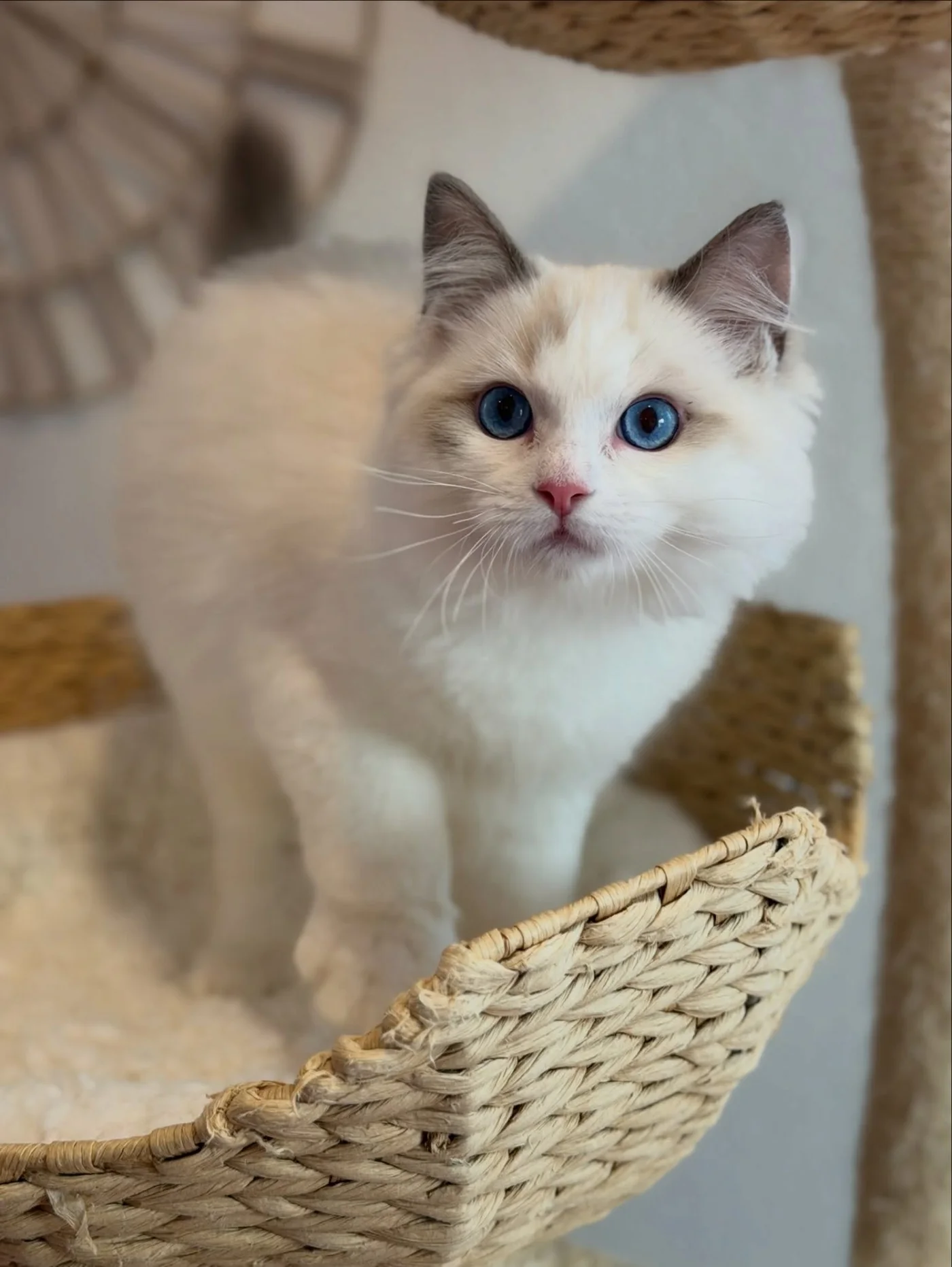Milo in photo 2 of his kitten gallery