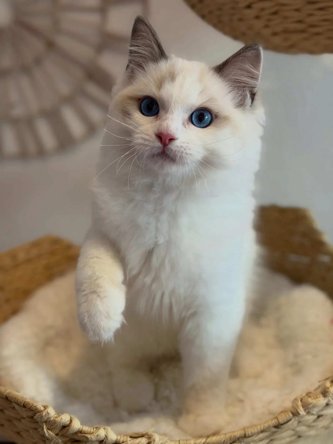 Milo in photo 6 of his kitten gallery