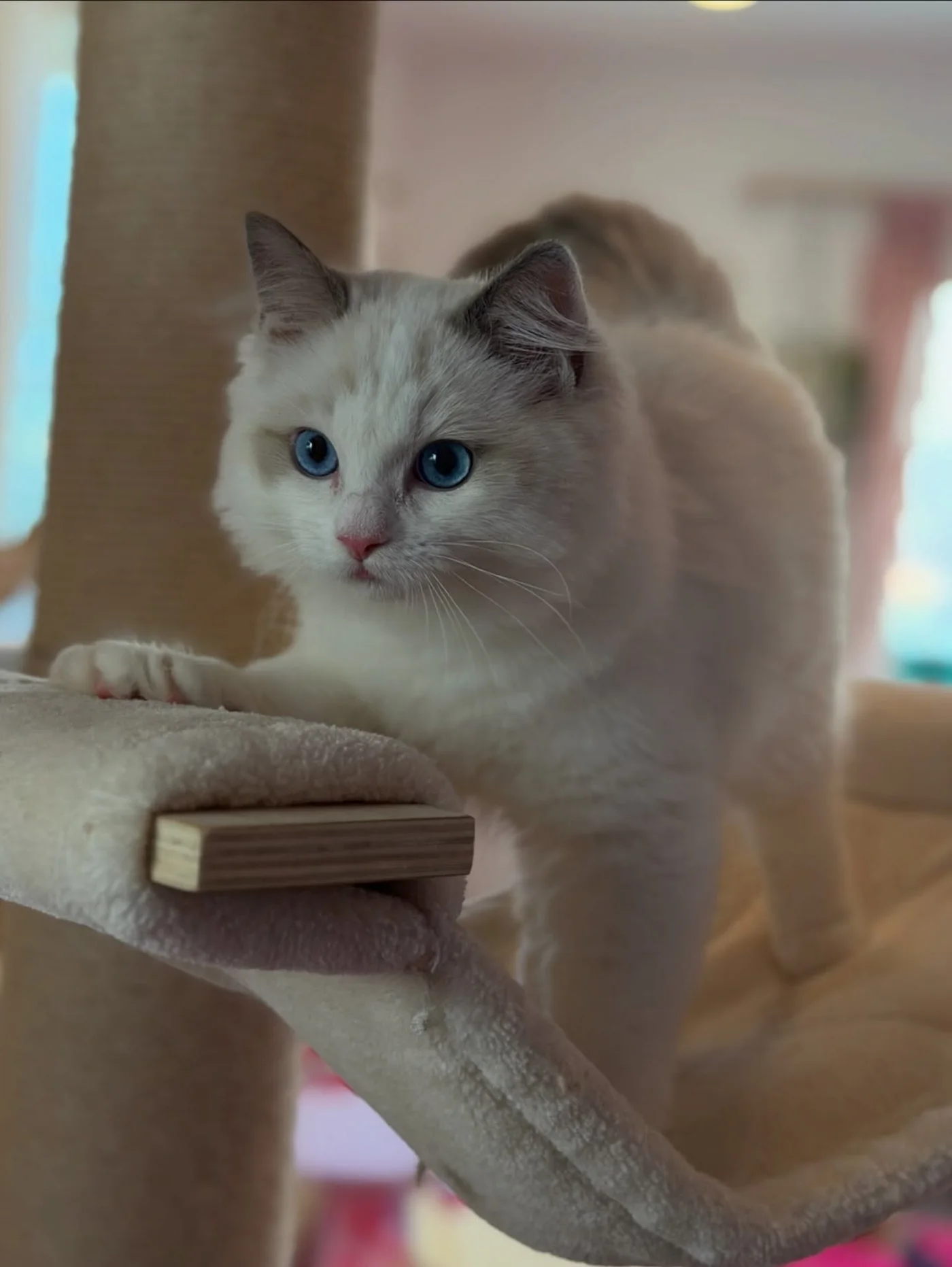 Milo in photo 8 of his kitten gallery