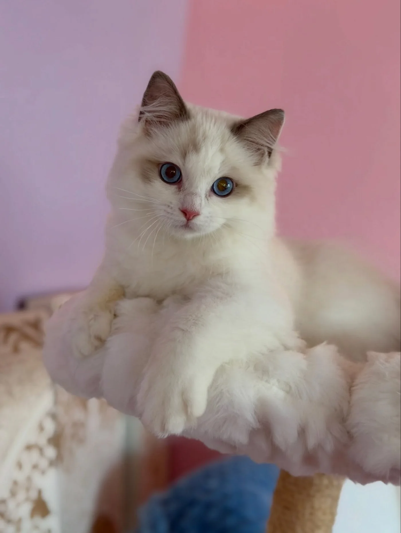 Milo in photo 9 of his kitten gallery