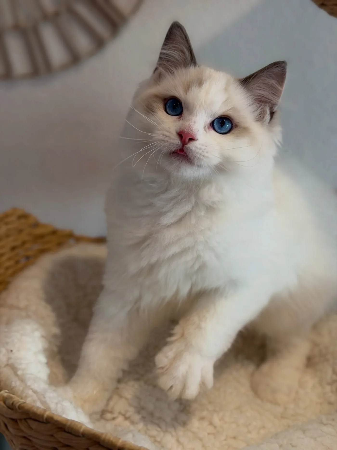 Milo in photo 11 of his kitten gallery