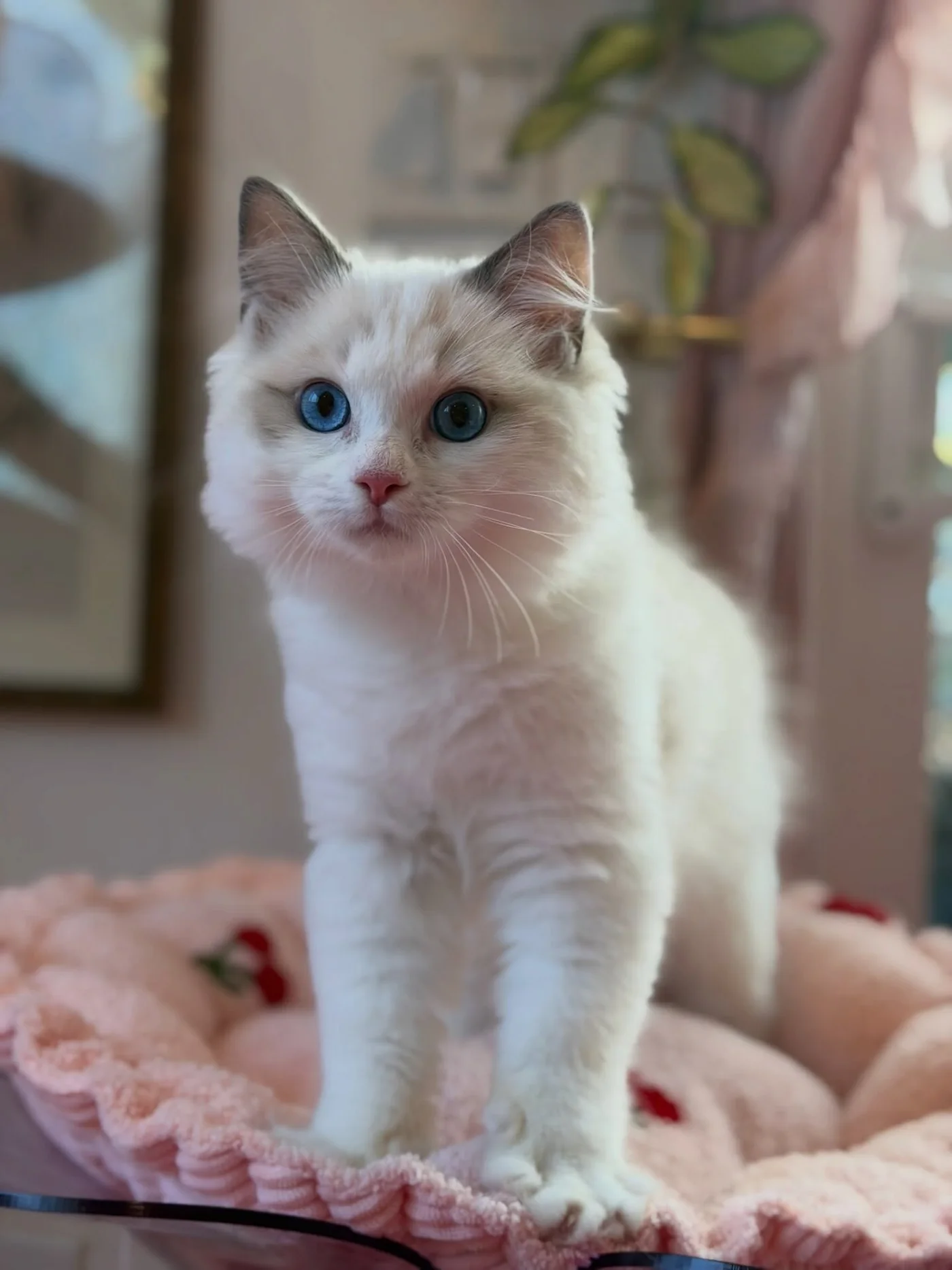 Milo in photo 12 of his kitten gallery