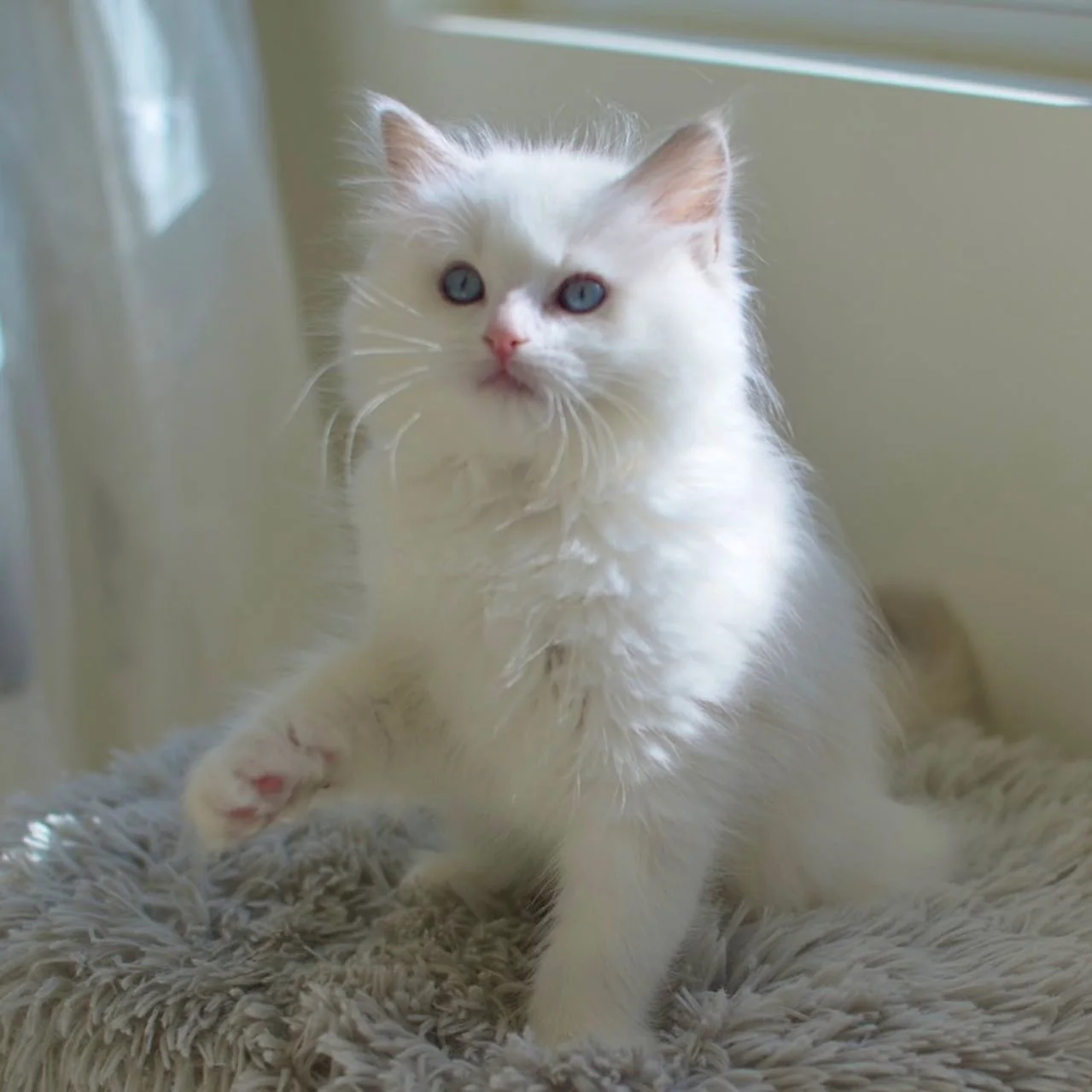 Nicholas, a male Ragdoll kitten with bright blue eyes and a soft white coat