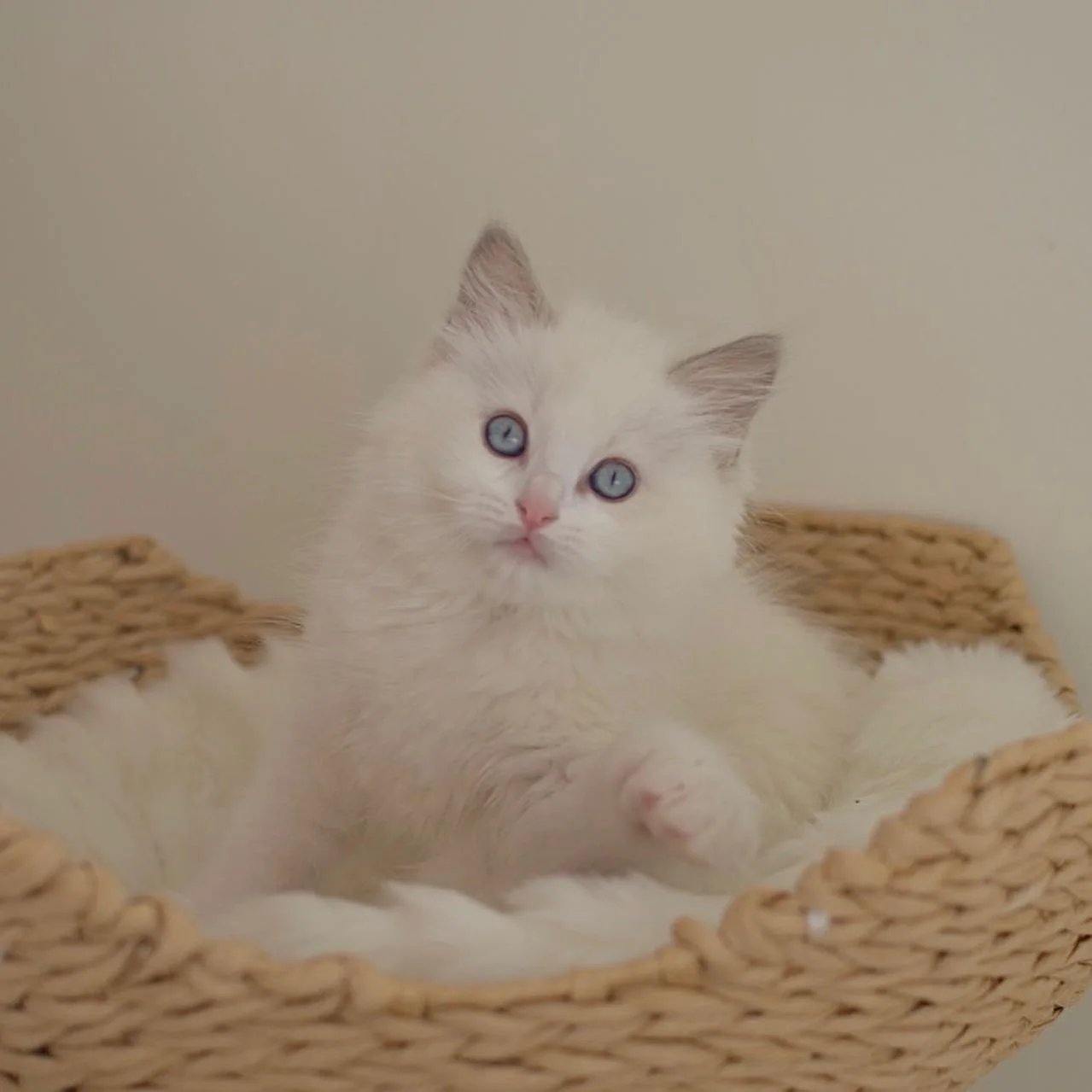 Nicholas in photo 2 of his kitten gallery
