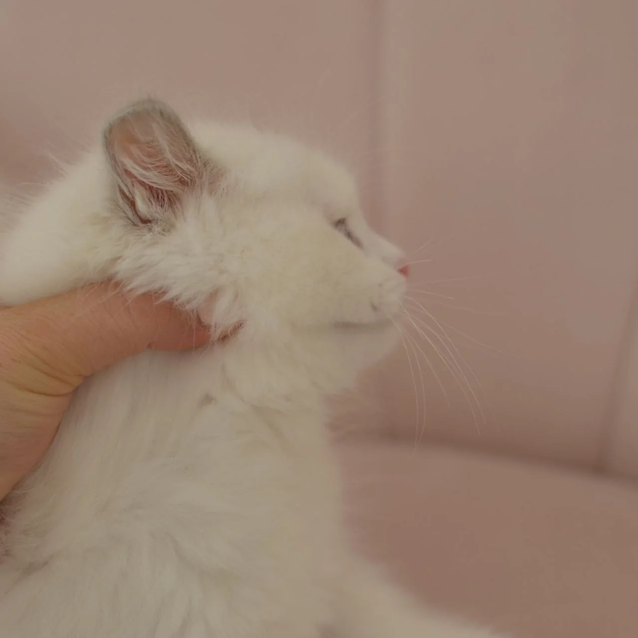 Nicholas in photo 5 of his kitten gallery