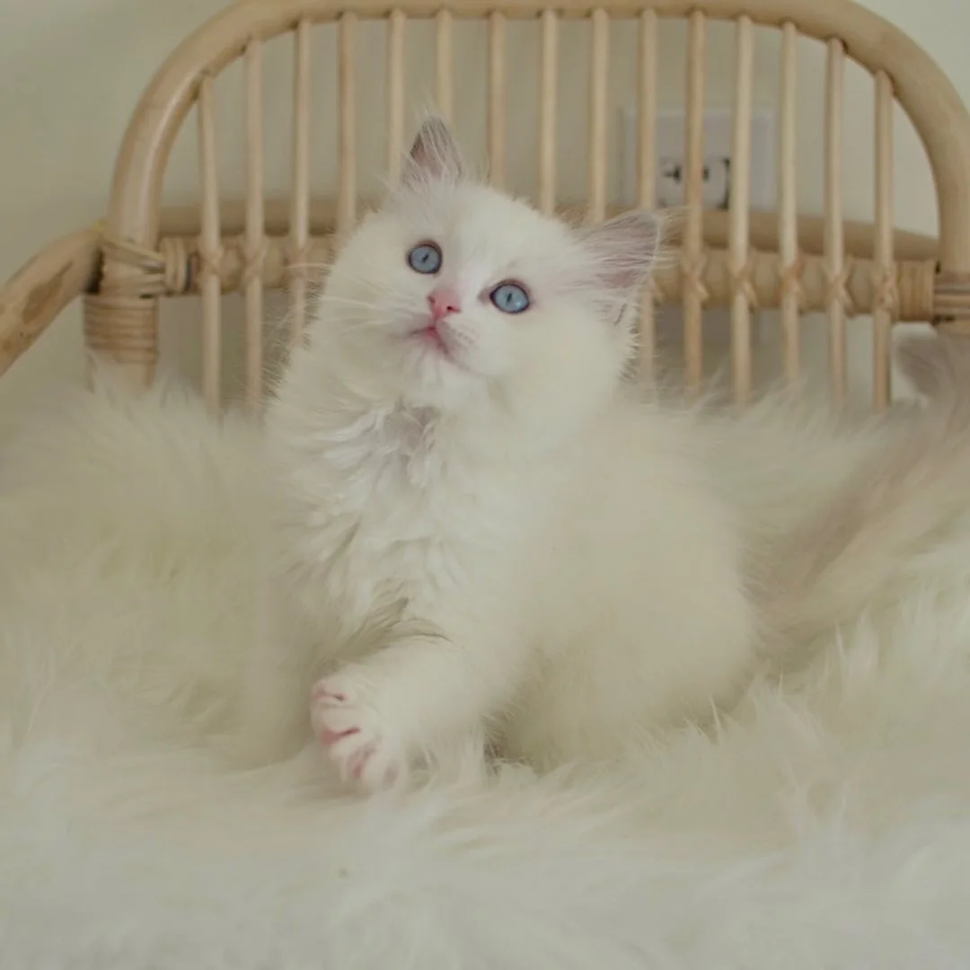 Nicholas in photo 7 of his kitten gallery