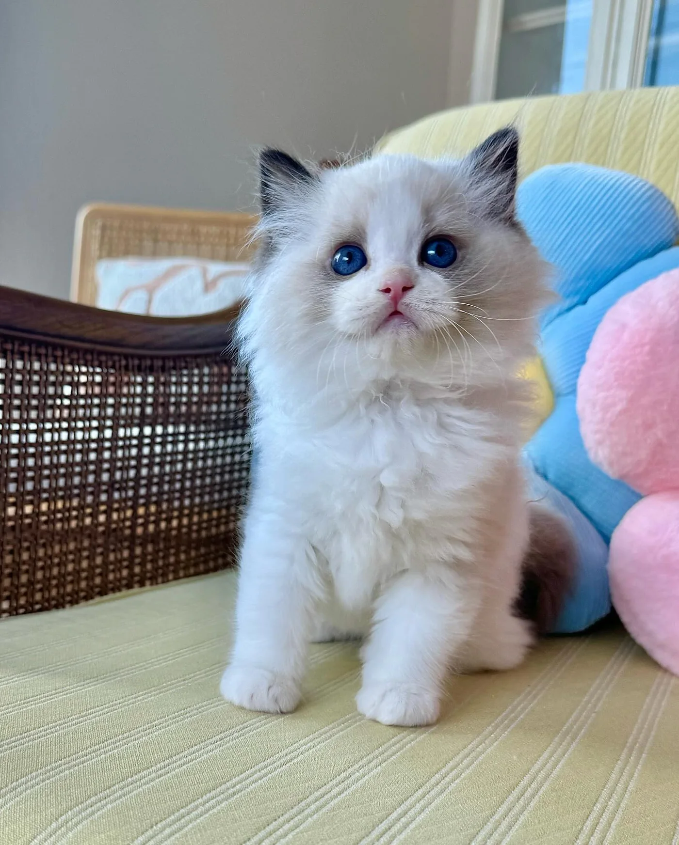 Nicholas in photo 11 of his kitten gallery