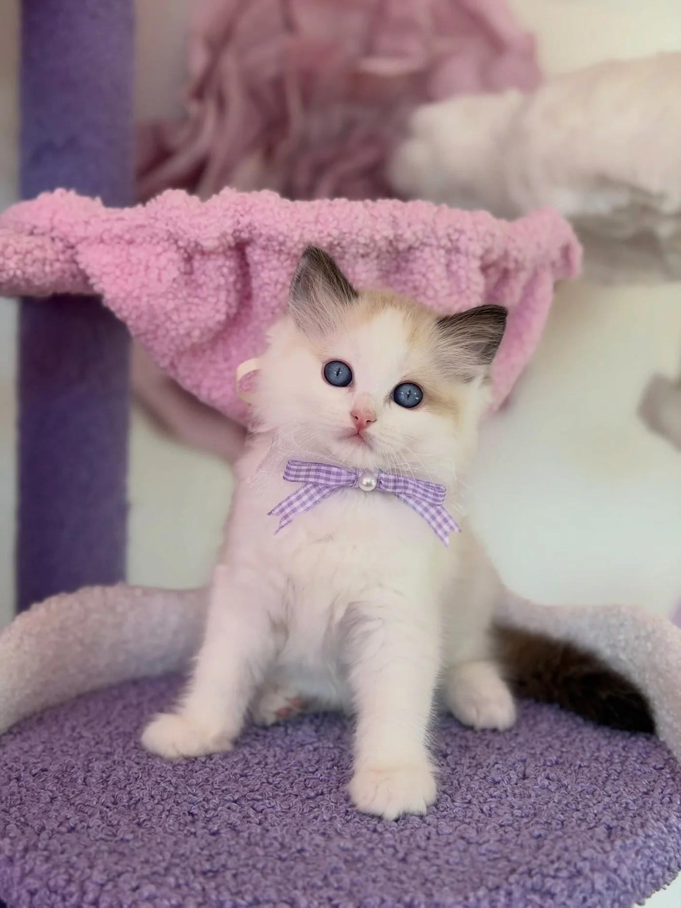 Toast sitting in a soft purple kitten bed