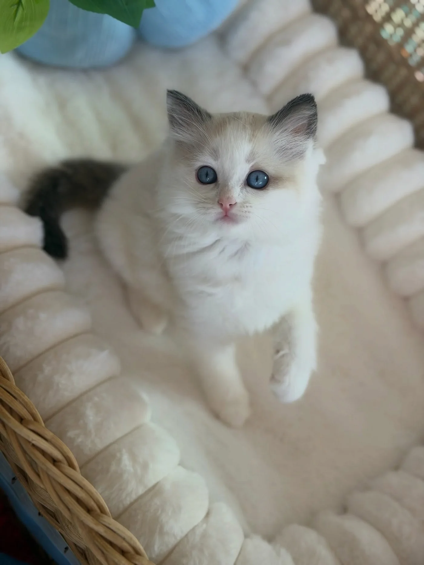 Toast nestled in a round wicker basket