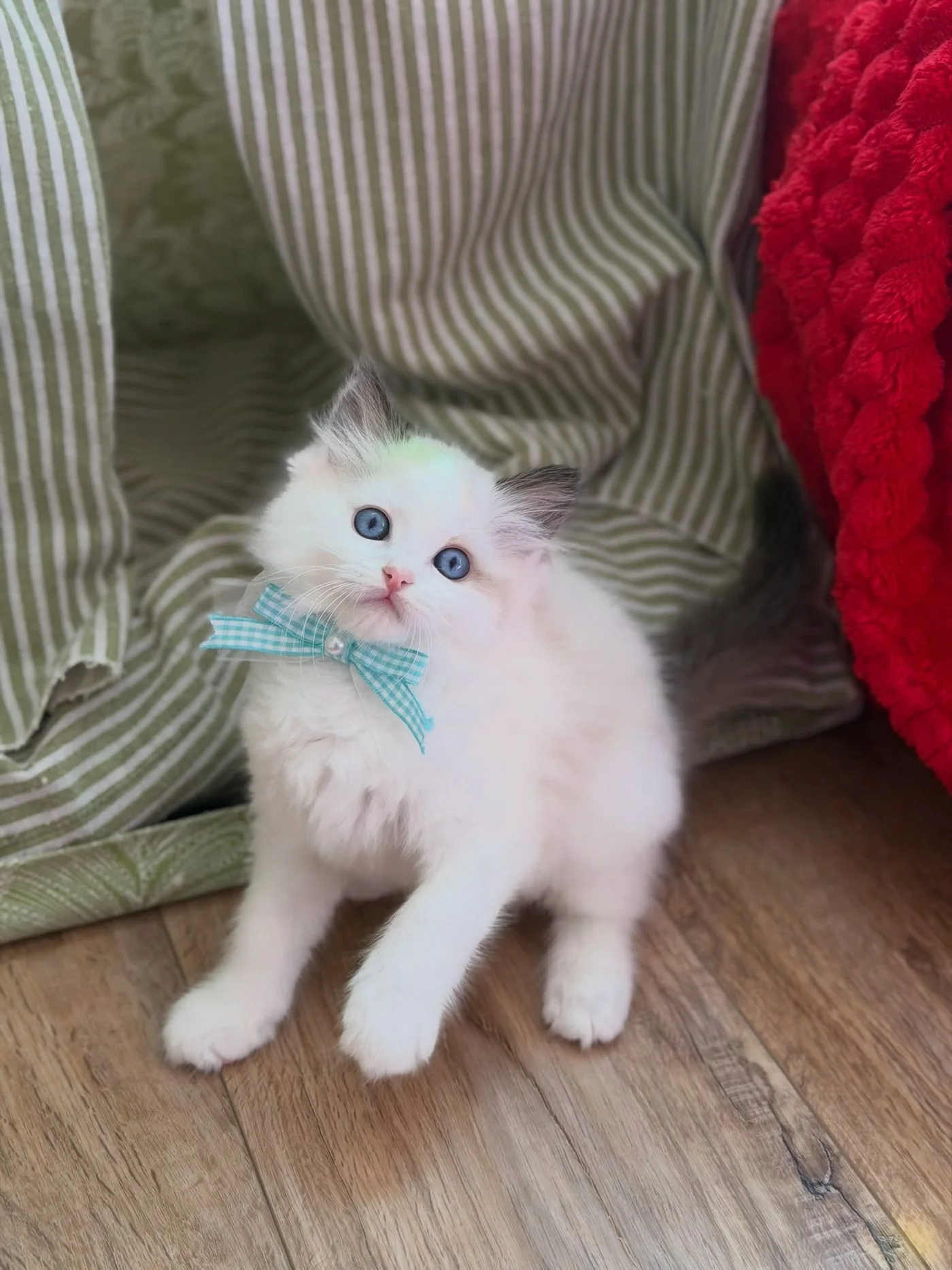 Toast stretching up with a paw raised, wearing a turquoise checked bow